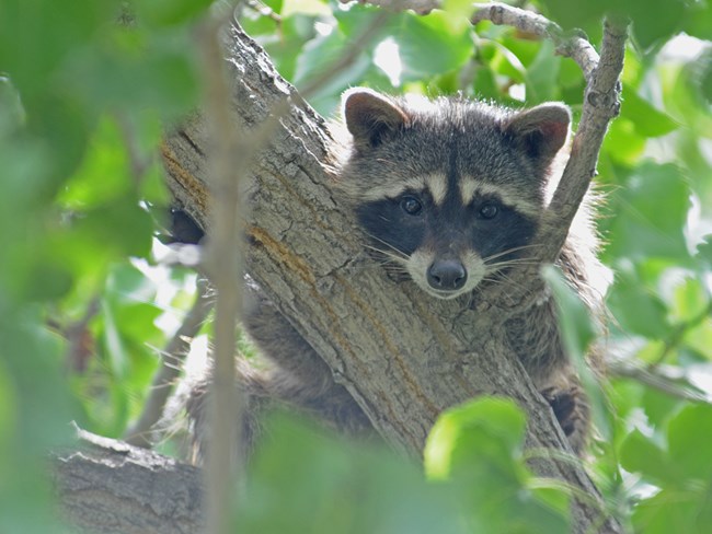 A raccoon looking down from a tree branch