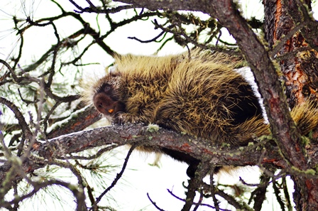 Porcupine in a Tree