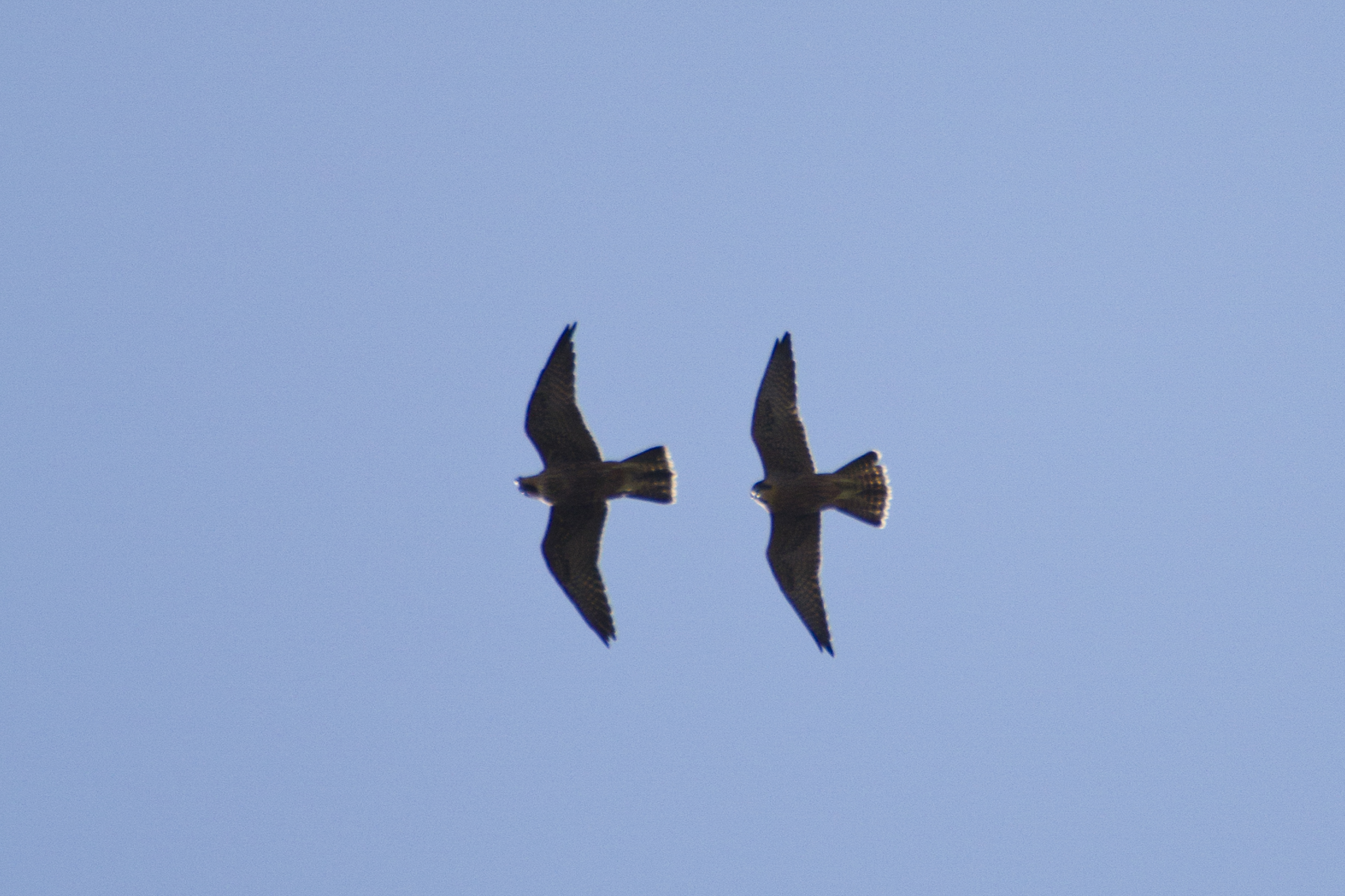 Peregrine Falcons flying two black birds fly in a close formation