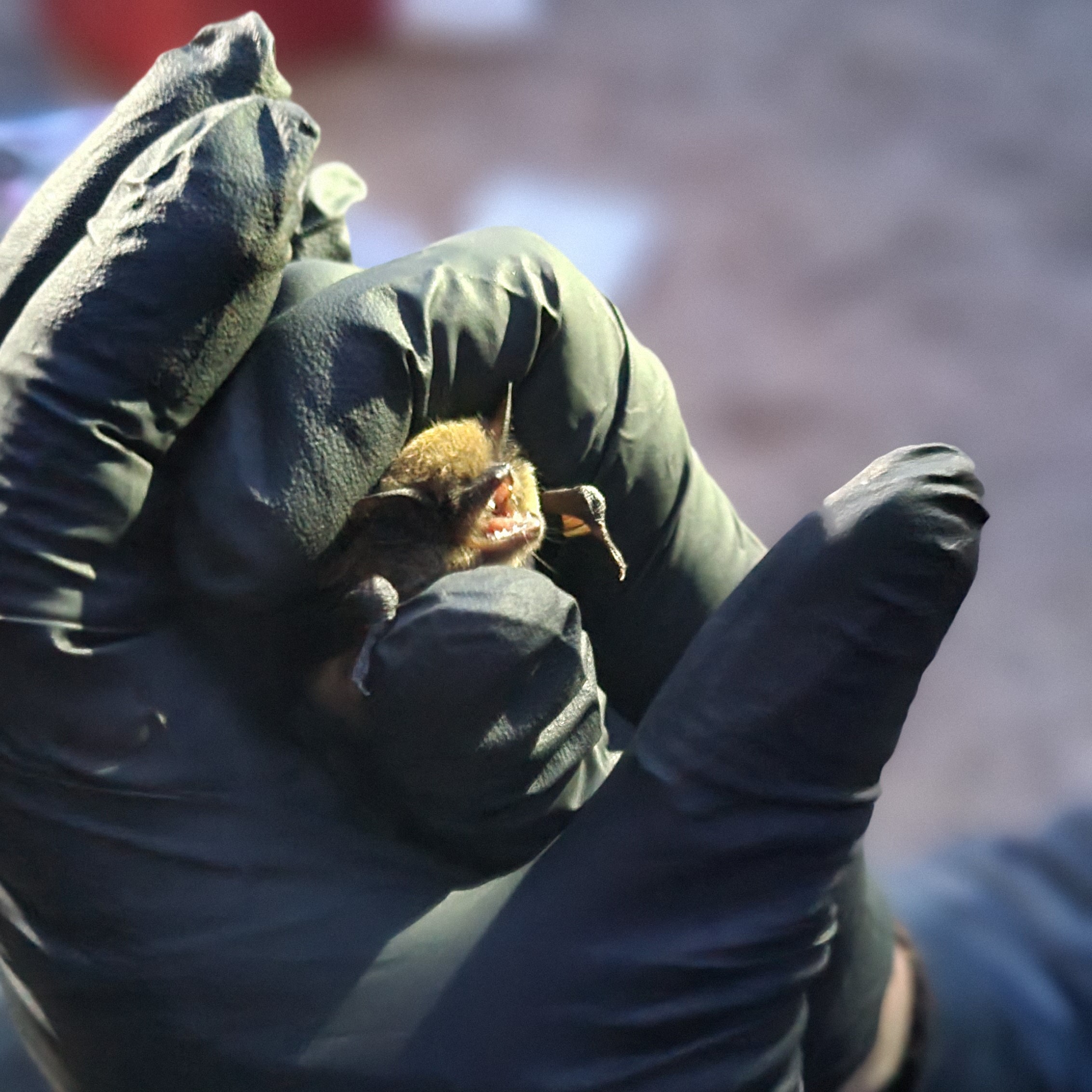 Myotis volans bat A Myotis volans bat being held by a pair of gloved hands.