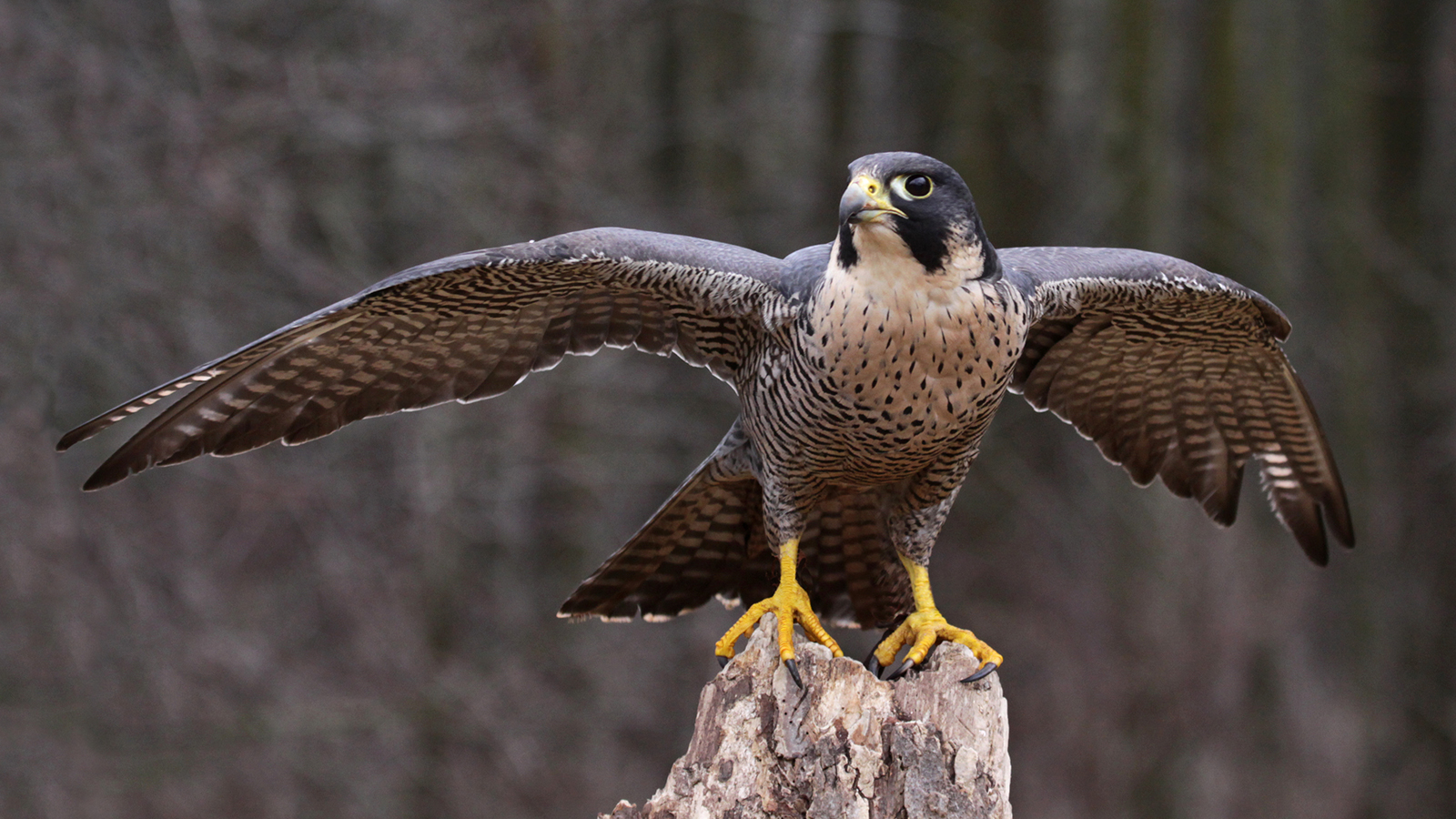 Peregrine Falcon with wings extended