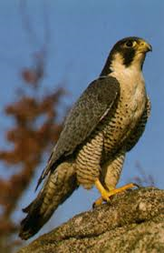 Peregrine-Falcon.png Peregrine Falcon