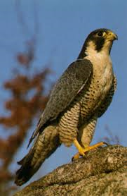 Peregrine Falcon