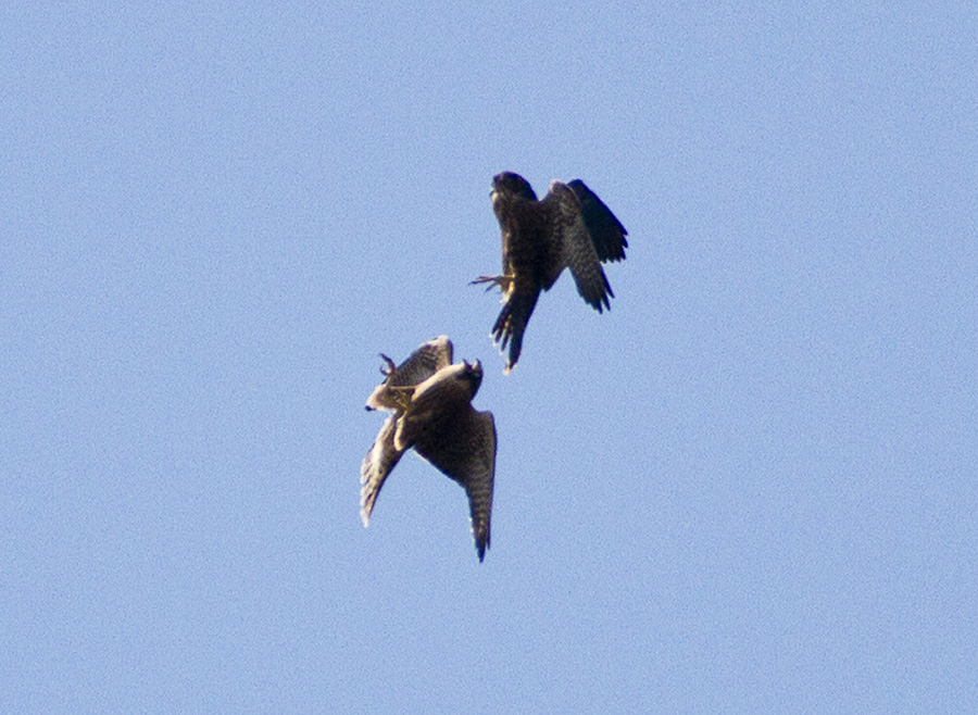 Two falcons perform a food swap in mid air.