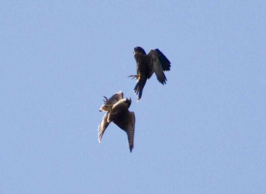 Peregrines in flight Two falcons perform a food swap in mid air.