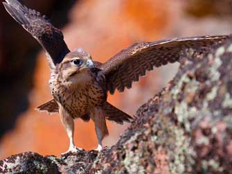 Prairie Falcon opening her wings