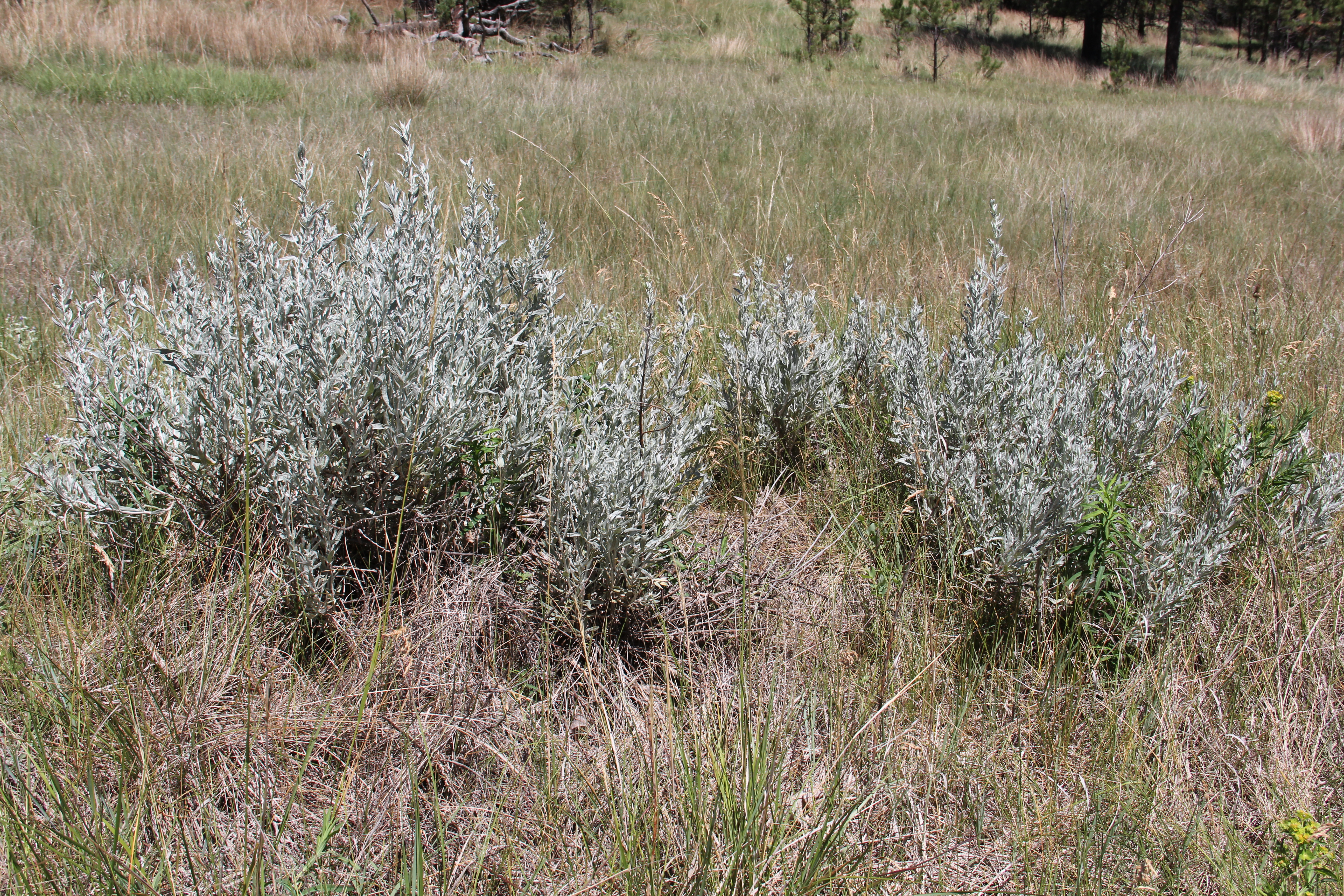 Silver Sage