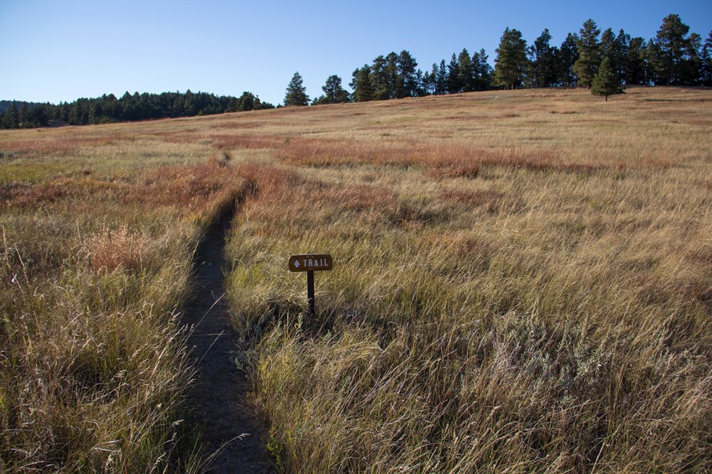 Trail winding through prairie grass with small trail sign in foreground and pine trees in background