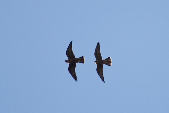 Two dark birds flying together