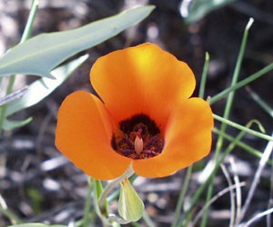 Desert Mariposa Lily