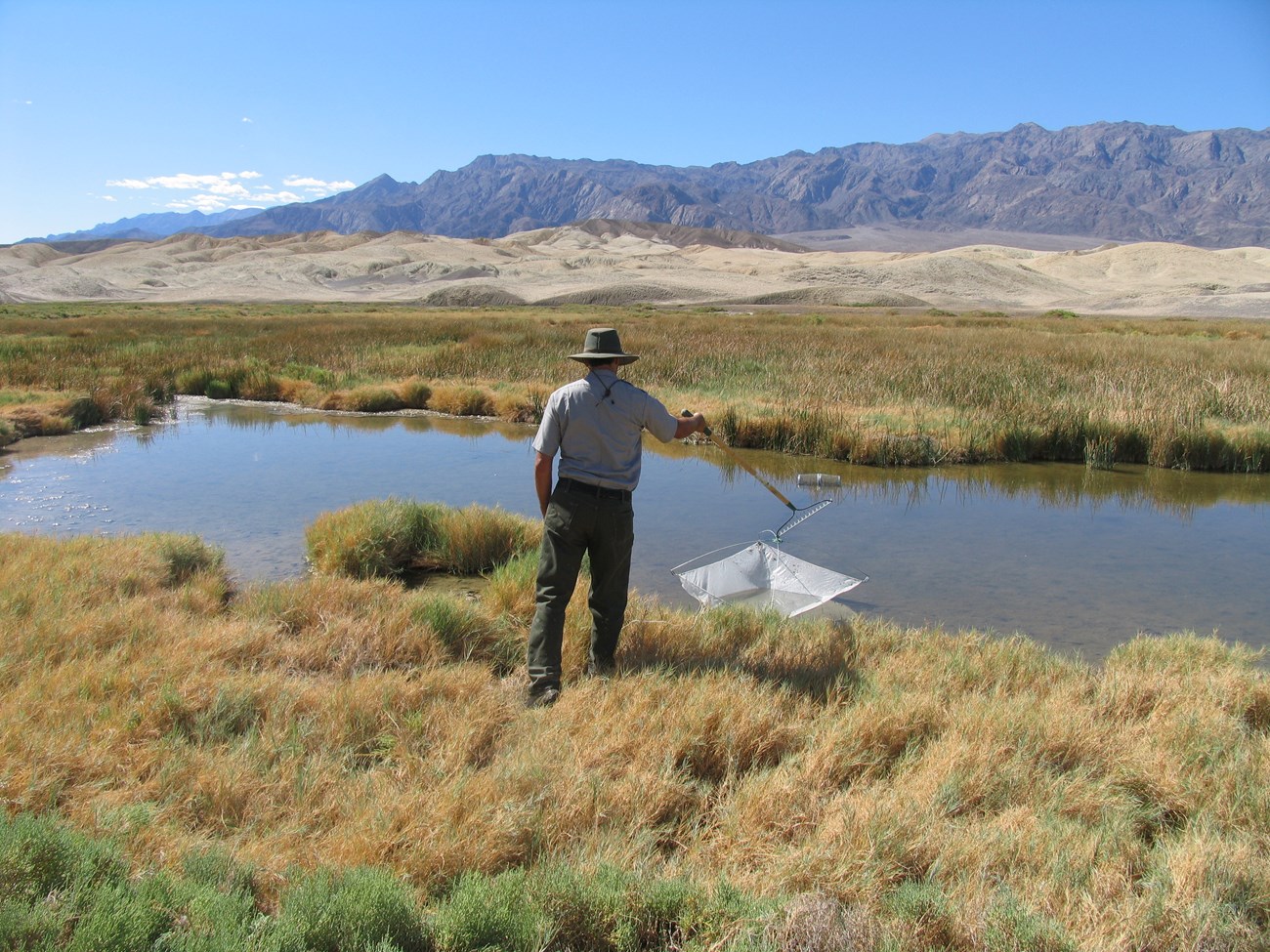 An NPS researcher uses a net in a desert creek surrounded by reeds with mountains in the distance.