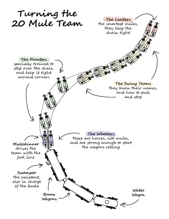 Birds eye view computer image of a 20 mule team pulling three wagons with text describing the jobs of the different mules.