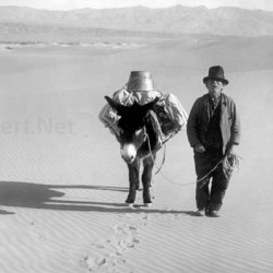 Black and white photograph of a man leading a mule on sand dunes with mountains in the distance.
