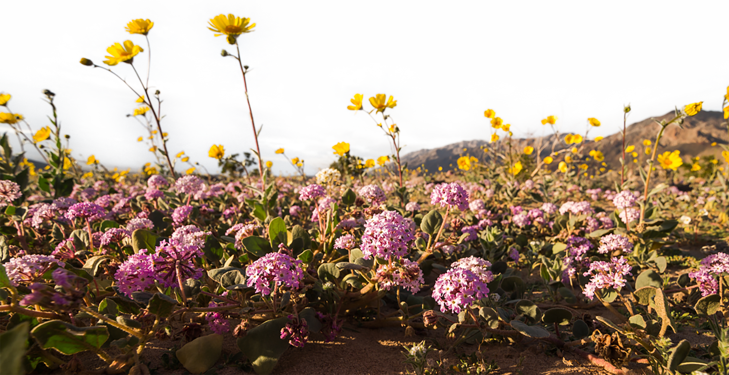 This image captures a dense and colorful wildflower field in bloom, dominated by clusters of small purple flowers and tall yellow blossoms.