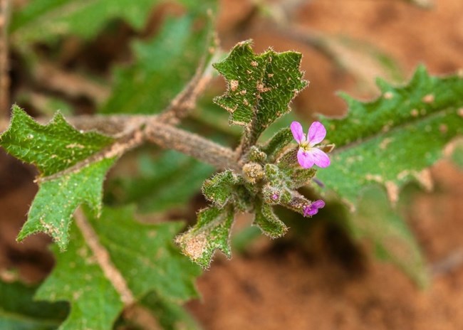 a plant with velcro like hairs on leaves and a tiny pink four petal flower