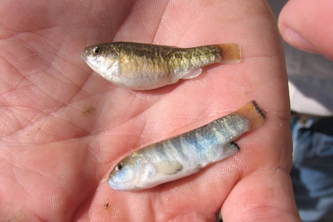 two small silvery minnow like fish held in a hand