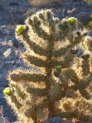 Spiny, long, multi-branched cactus