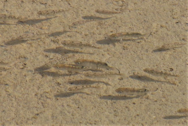 small tan fish swim in a shallow sandy area