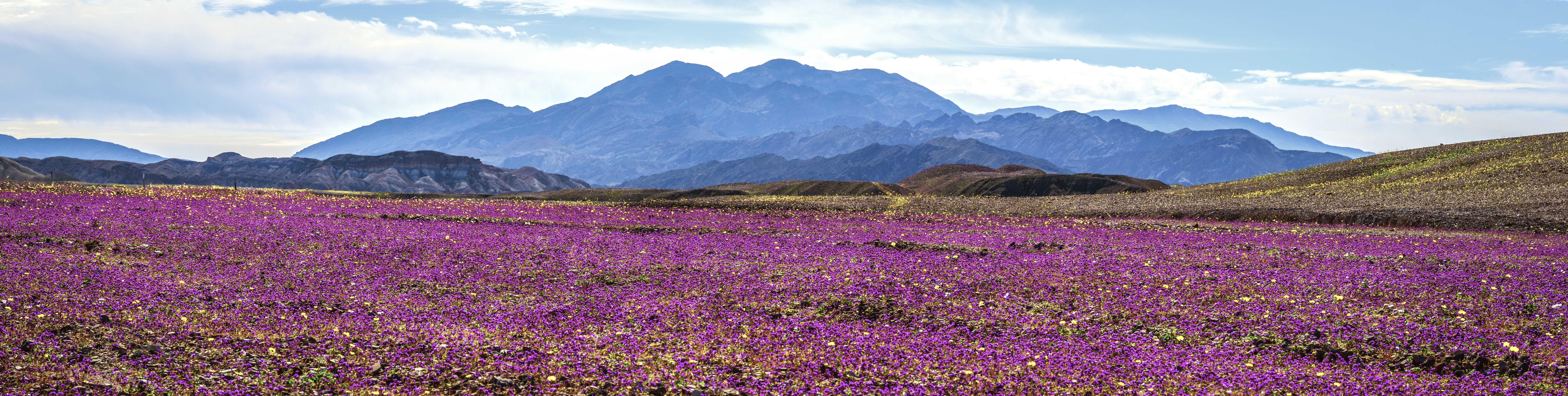 A broad field of vivid purple wildflowers stretches across the foreground. Gentle hills and rocky formations rise up in the midground, with a series of blue and gray mountains dominating the background beneath a mostly clear sky.