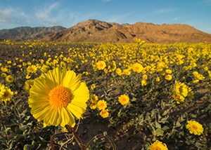 a field of yellow daisy like flowers