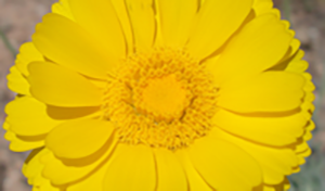 a close up of a yellow daisy like flower