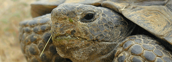 desert tortoise desert tortoise