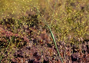Desert Trumpet a green stem with a bulb and tiny yellow flowers