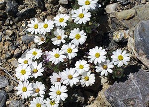Desert Star very small white daisy flowers