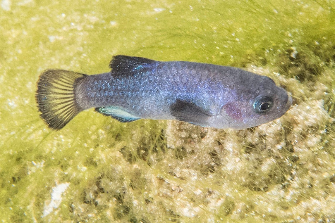 a small blue fish with darker fins in a yellow green algea