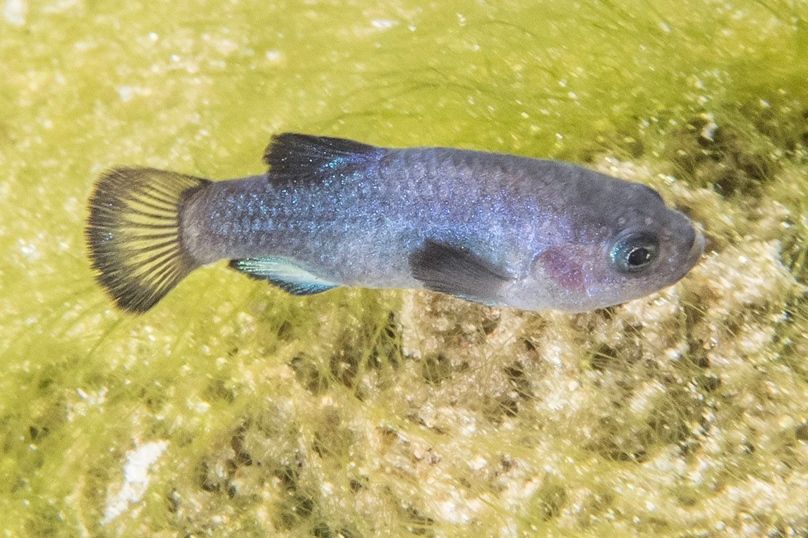 Devils hole pupfish a small blue fish with darker fins in a yellow green algea