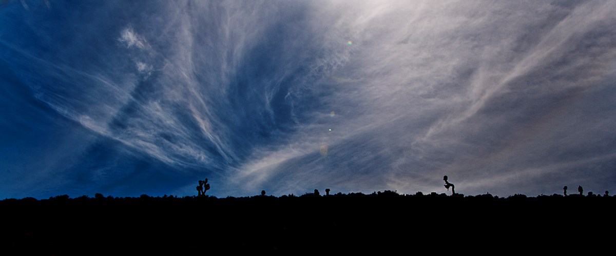 Joshua trees silhouetted upon a ridgeline against a wispy clouded sky Joshua trees silhouetted upon a ridgeline against a wispy clouded sky