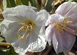 large four petaled white flowers