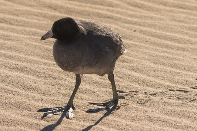 a bird walks on sand