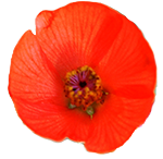 A vivid red-orange flower fills the frame of the image, viewed from directly above.