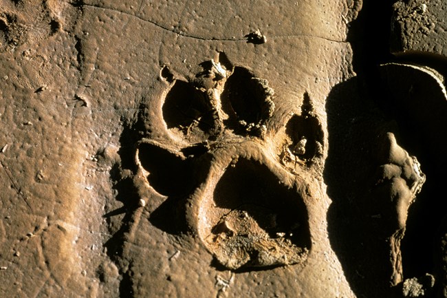 a four toed print in mud