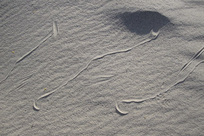 j shaped tracks in sand
