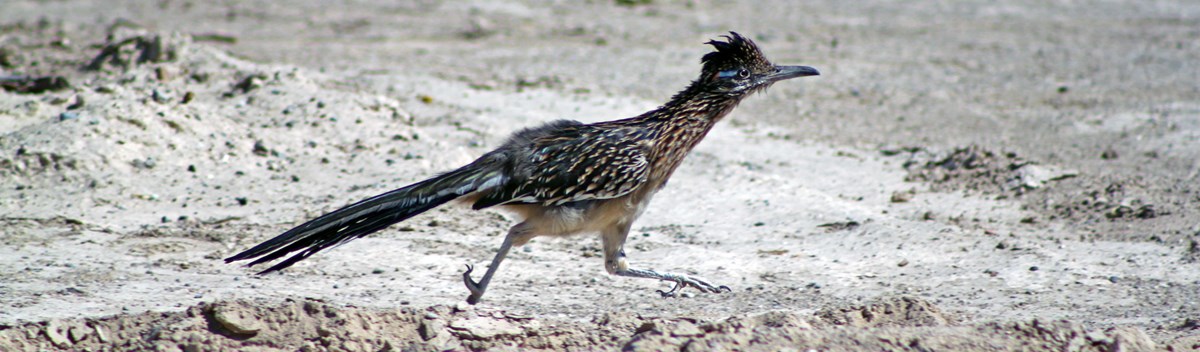 birds death valley national park u s national park service