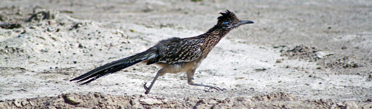 Bird running across desert sand