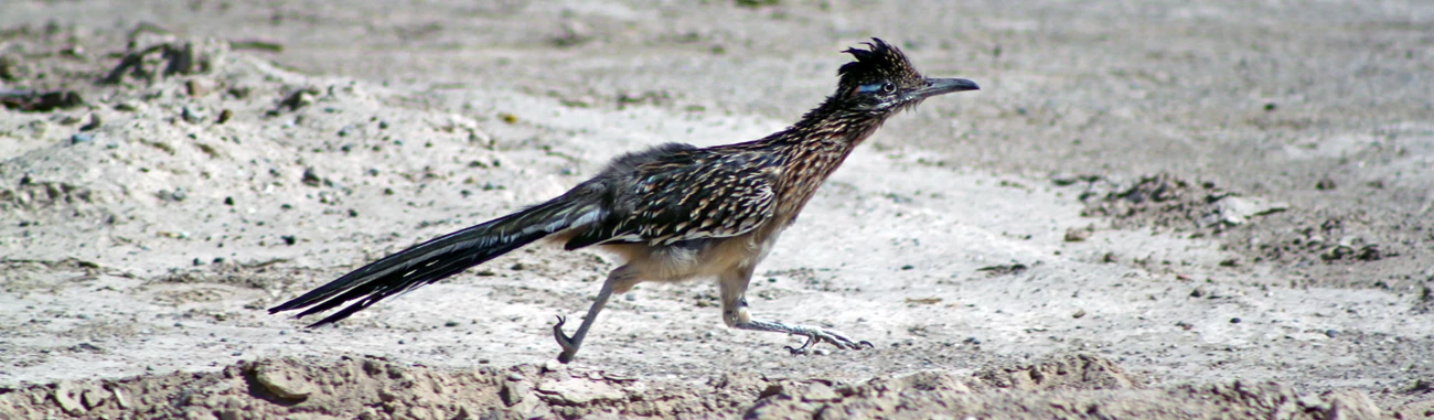 Greater Roadrunner Bird running across desert sand