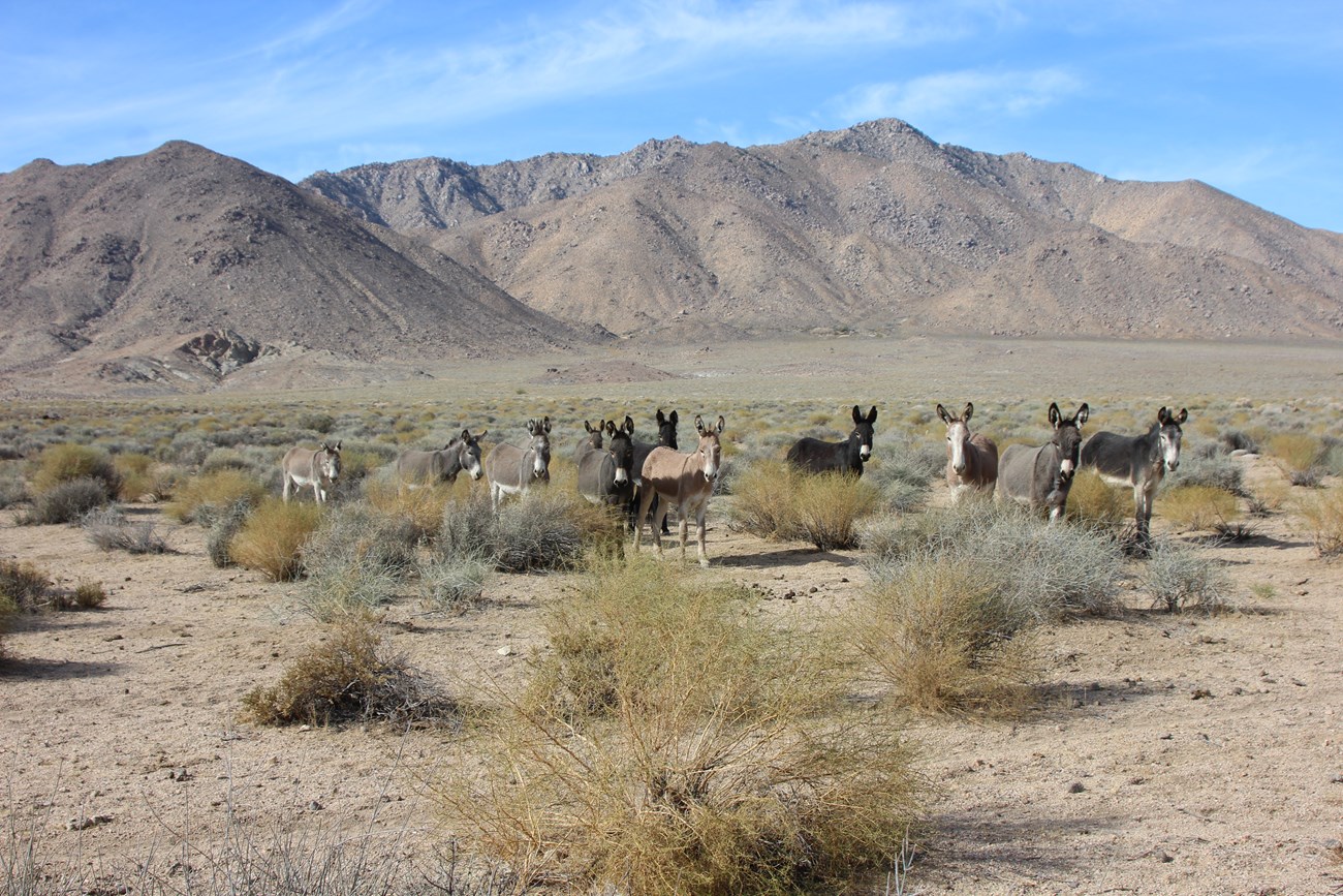 A group brown-hued burros stand in the foreground of the desert spotted with bushes, while desert mountains loom in the distance.