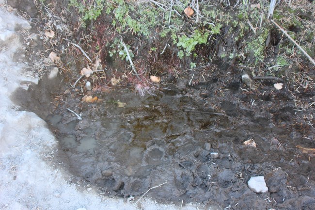 Moist soil with background vegetation that is trampled with countless hoof prints.