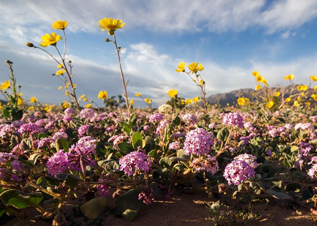 yellow and pink flowers growing abundantly