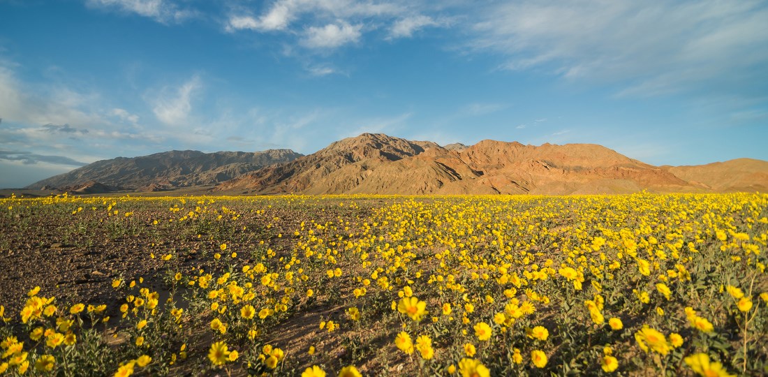 Wildflowers - Death Valley National Park (U.S. National Park Service)