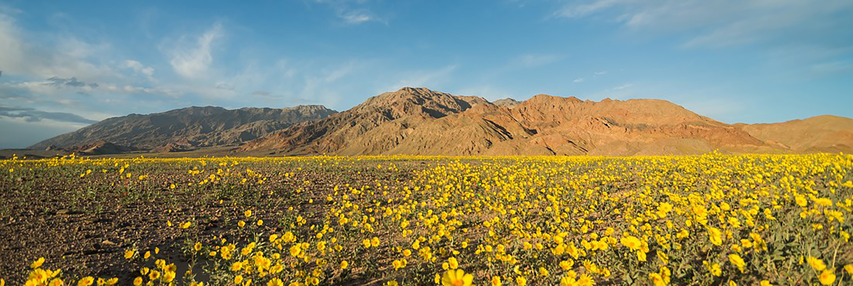 Wildflower Bloom