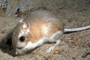 rat with large eyes and feet on sand