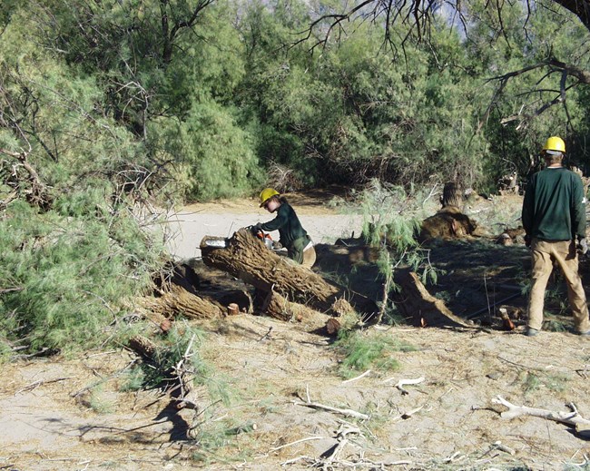 Two people, in protective gear, use chain saws to cut down a large tree.