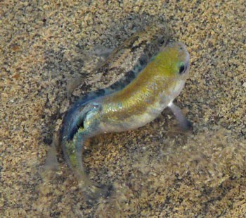 Two fish swimming next to each other in an s-shape curve Two fish swimming next to each other in an s-shape curve