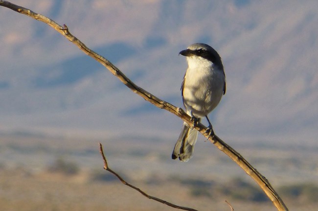 A grey, black, and white bird sits on a branch