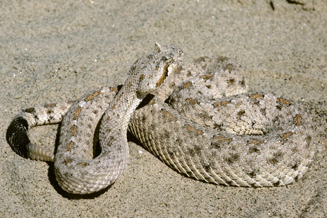 a snake with light and medium brown patterns