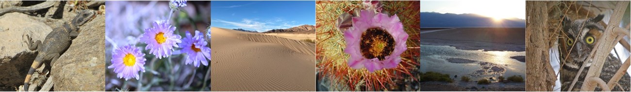 6 images left to right 1)brown and black striped chuckwalla 2)3 purple aster flowers with yellow centers 3)Sand dunes with ripples 4)Pink cactus bloom on cactus with red spines 5)Sun setting behind mountains with water on salt flats 6)Owl behind branches